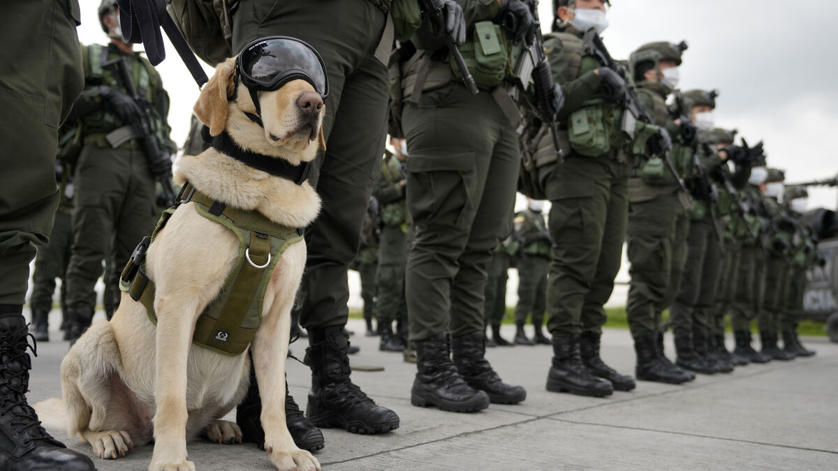 El Sueco arrested in Colombia - extradition requested