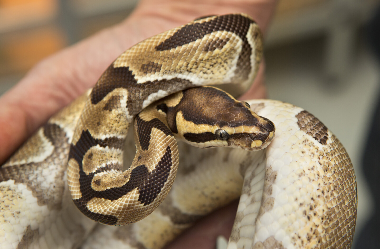 Fourth Royal Python Discovered in Halland This Summer