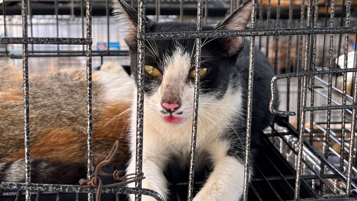 Stolen cats rescued - meant