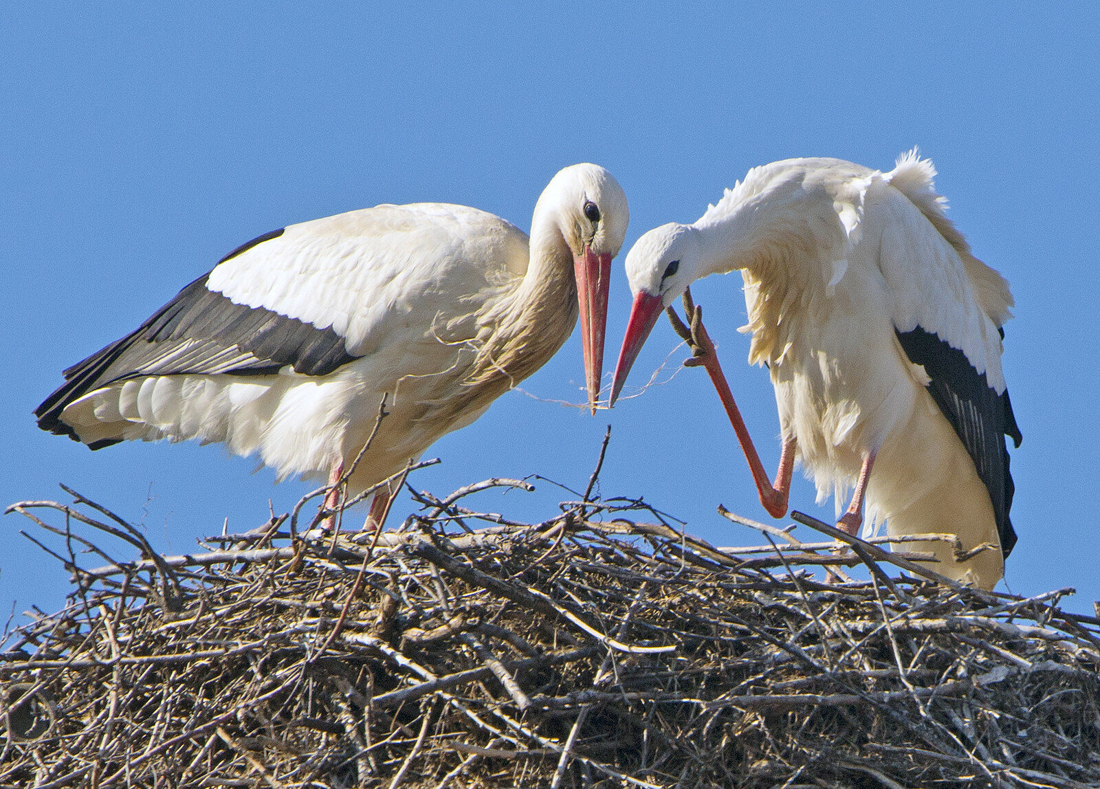 Denmark Sees Highest Number of Breeding Storks in 35 Years