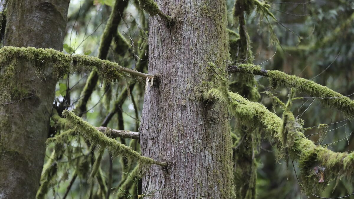 Ikea Invests Billions in Baltic Forest Land Acquisition
