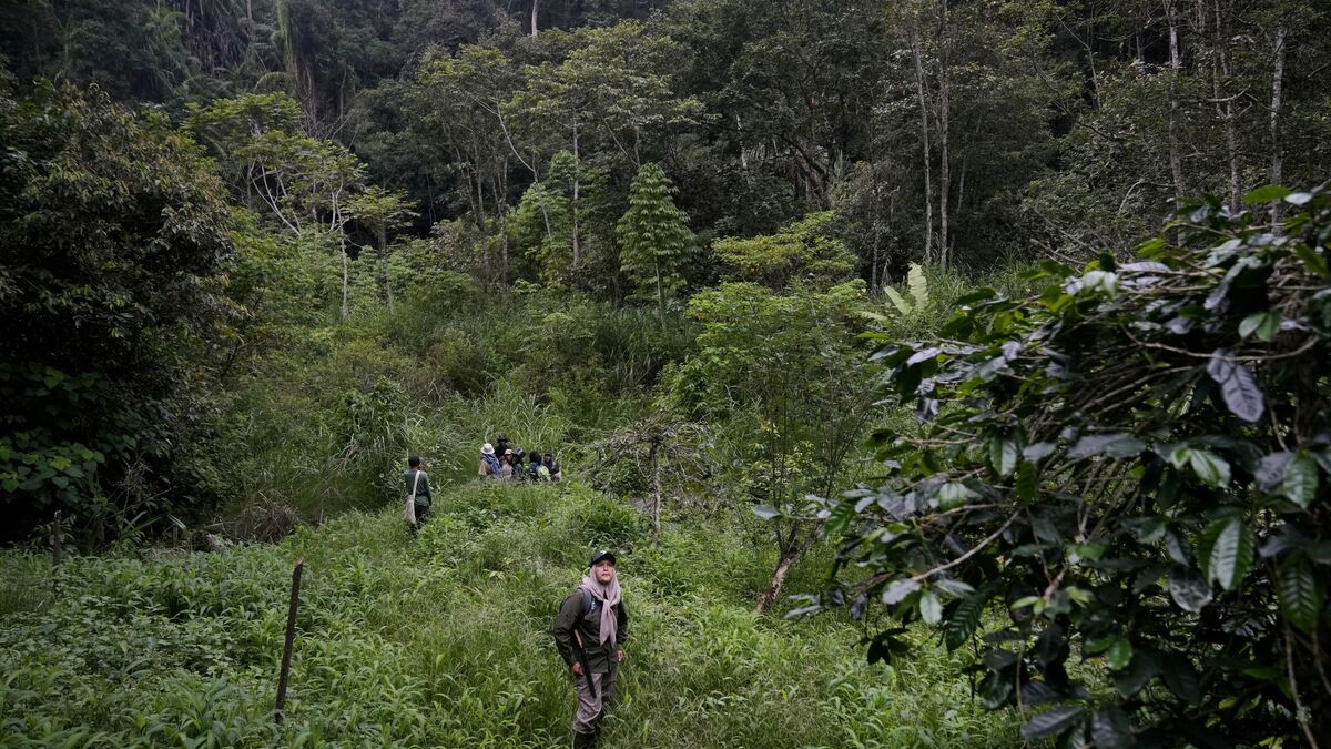 Bitter criticism against postponed rainforest