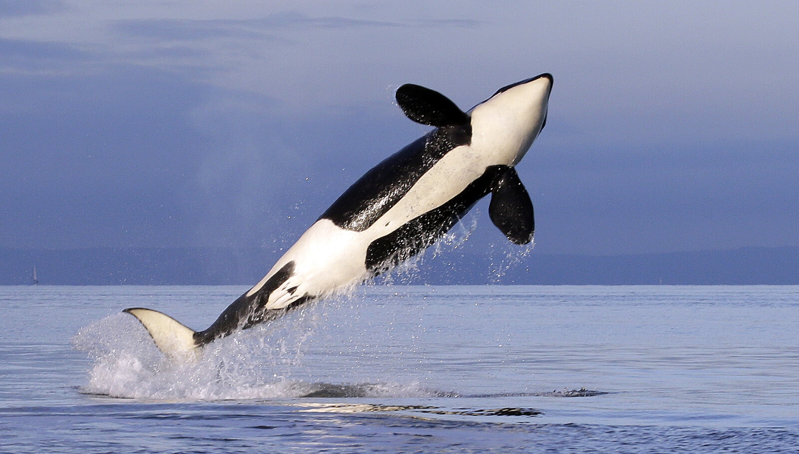 Killer Whales Wear Hats Made