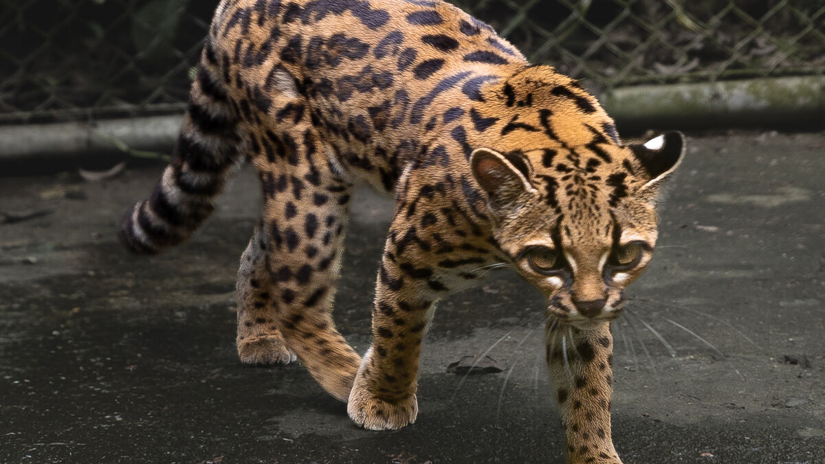 New cat species discovered in