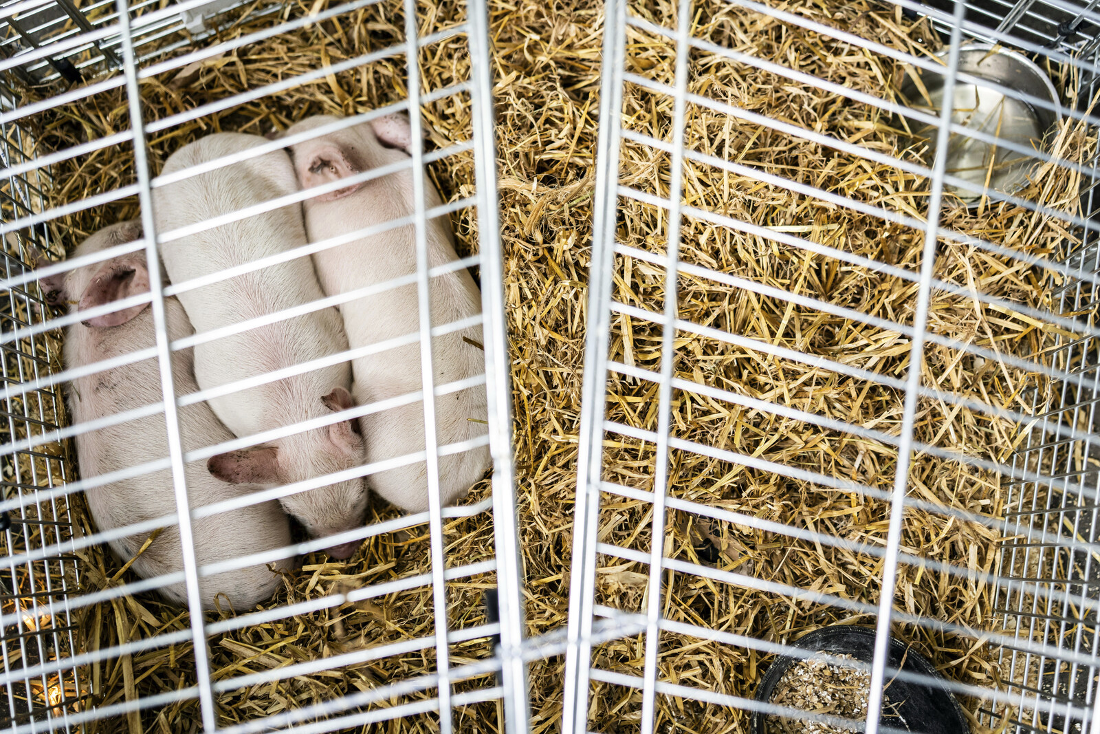 Pigs stolen from controversial art project