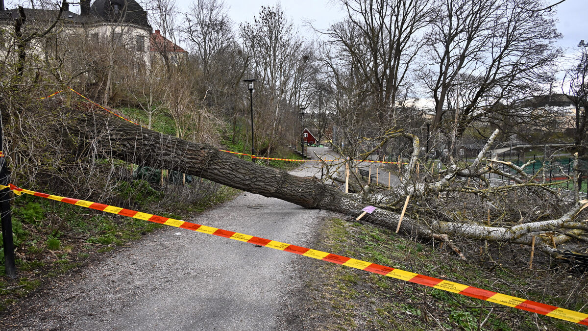 Forest damage worth two billion
