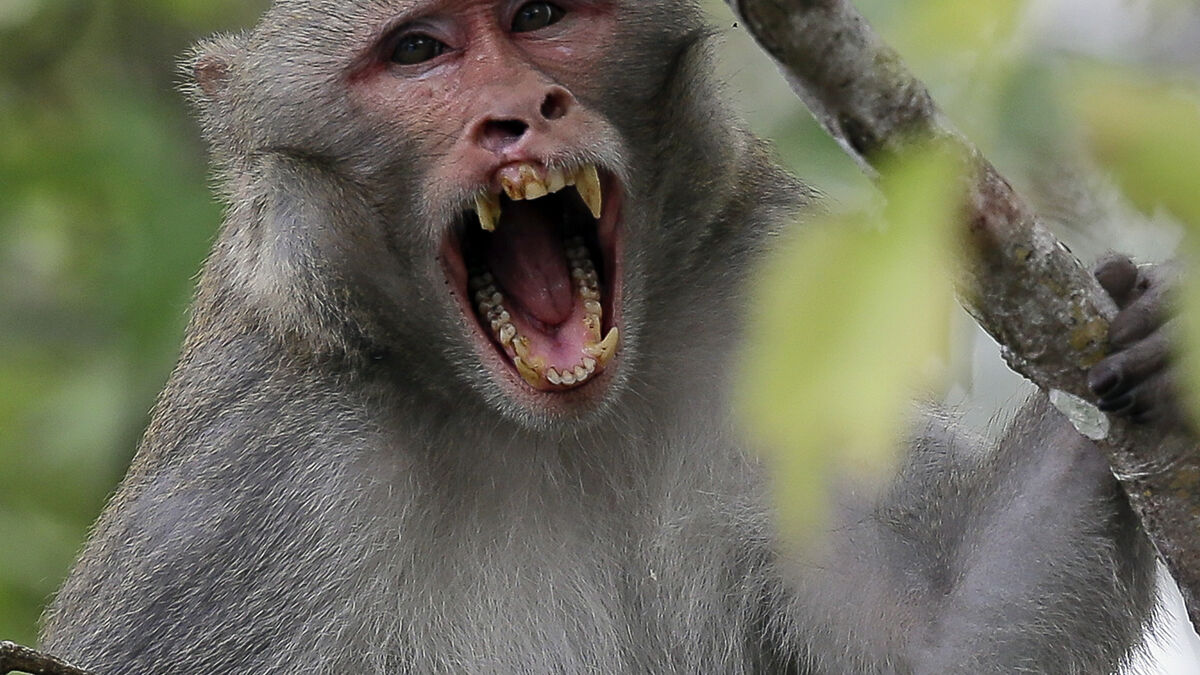 Study Finds Humans and Apes Laugh in the Same Rhythm, Sharing a 15-Million-Year-Old Pattern