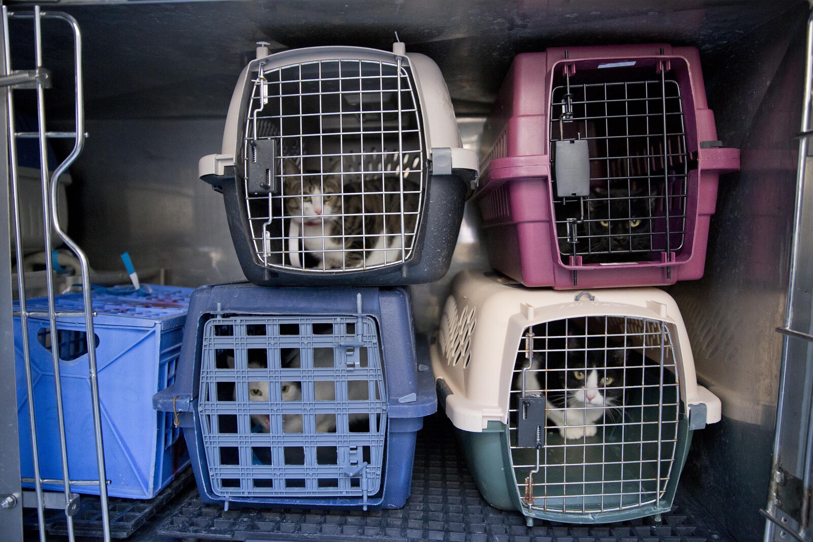 Over 30 Cats and a Dog Rescued from Squalor in Östra Göinge Home Raid