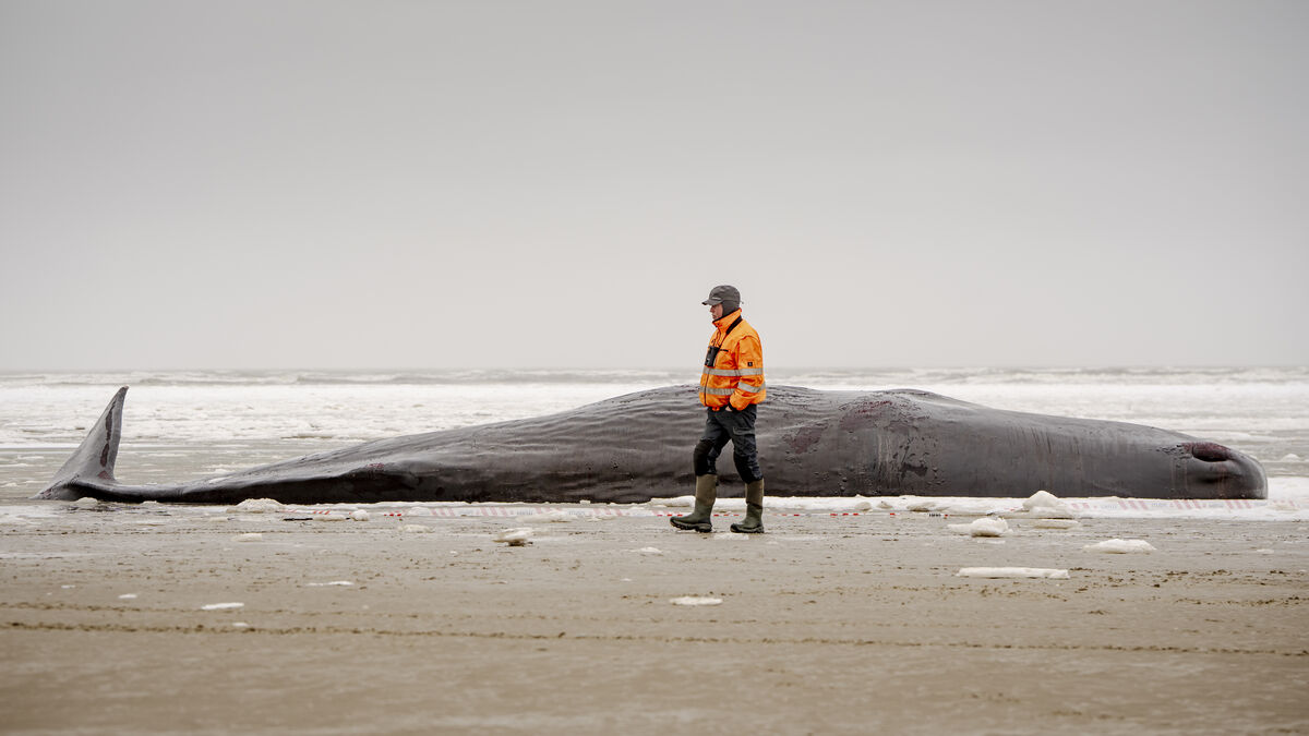 All stranded sperm whales in Denmark have died