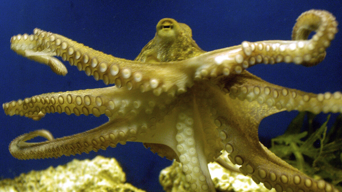 The world's oldest octopus wasn't an octopus