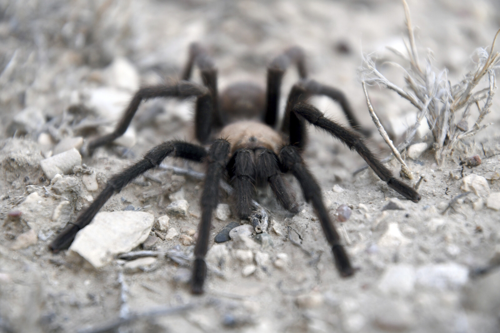 Man arrested with 320 bird spiders on his body