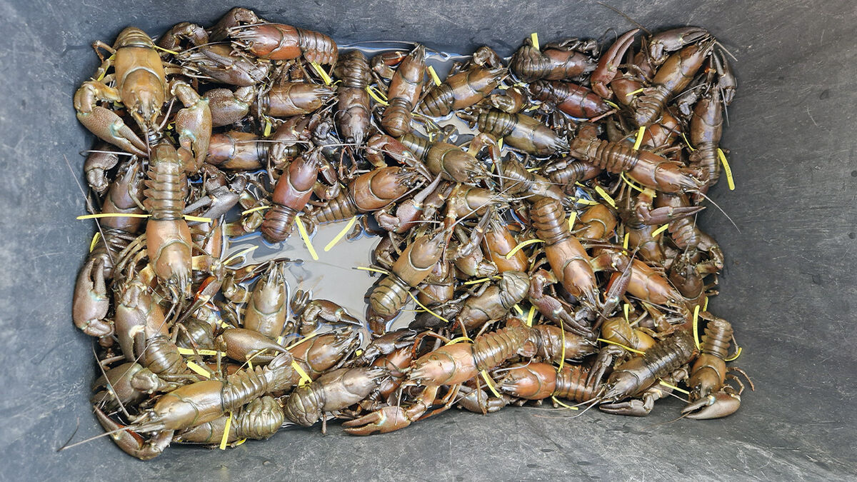 Tagged crayfish may help solve mystery of why so many stay small in Lake Hjälmaren