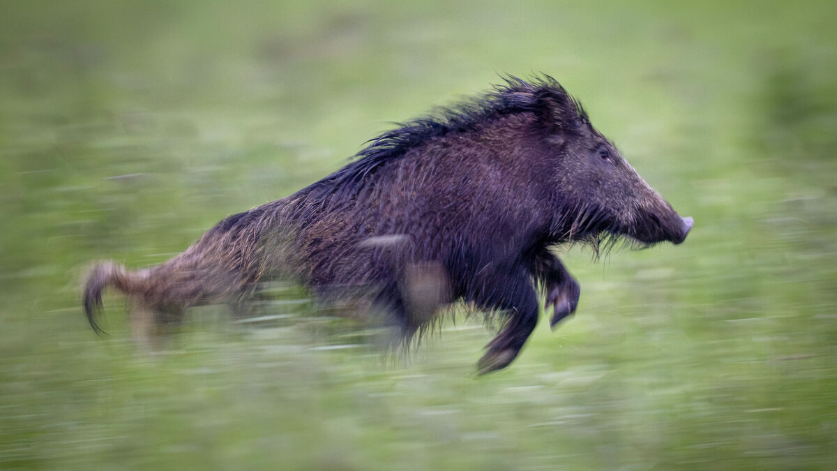 Wild boar hunt from caravan ends with friend shot in the thigh, man charged