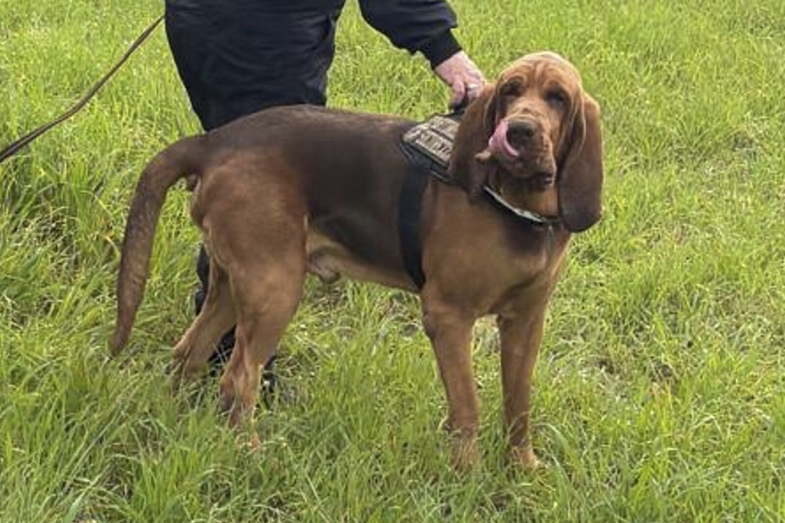 Police Dog's Death in Italy Sparks Emotional Response and Investigation