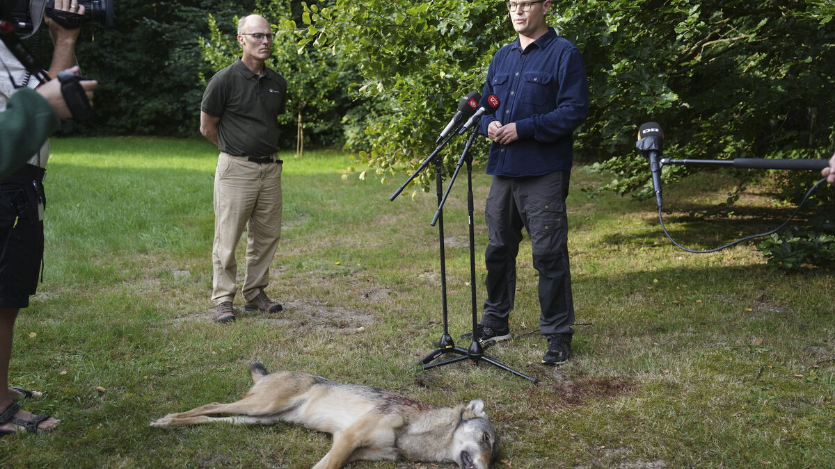 Danish problem wolf shot after intensive drone hunt