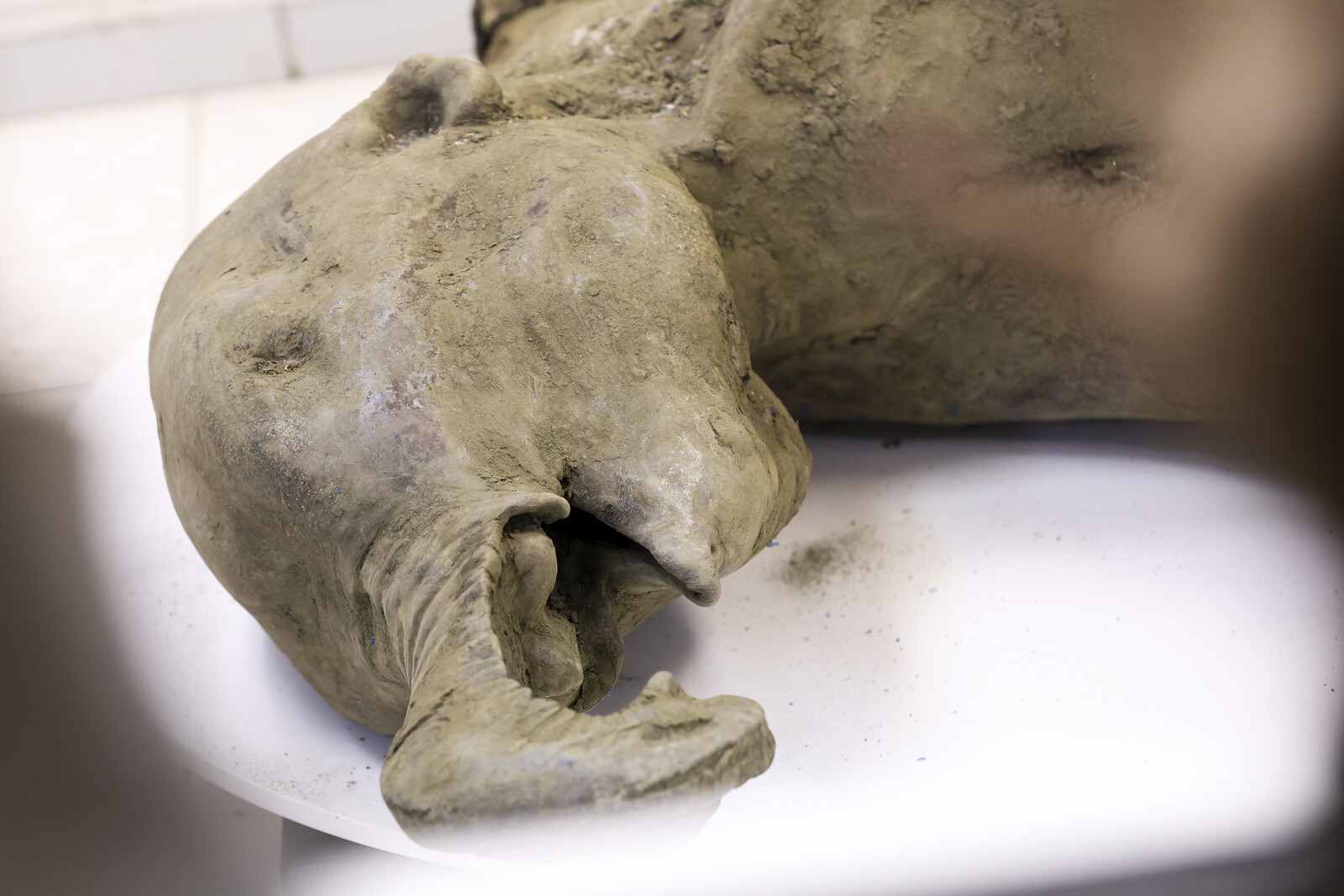 130,000-Year-Old Mammoth Calf Dissected for