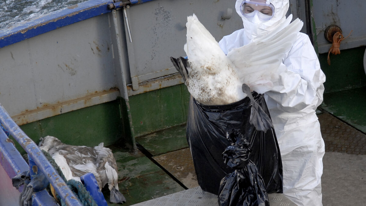 Aggressive bird flu is spreading