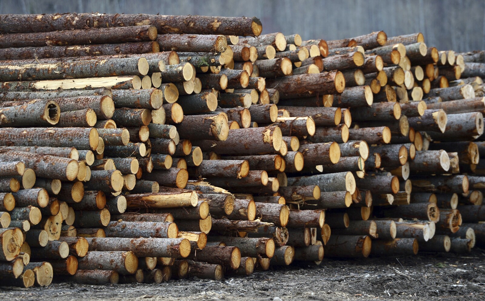 Trump considers tariffs on lumber