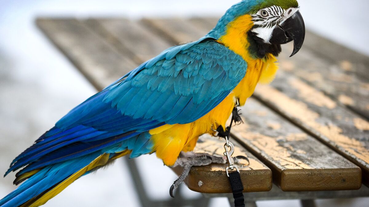 Silent parrot taken to the police station in Norrköping
