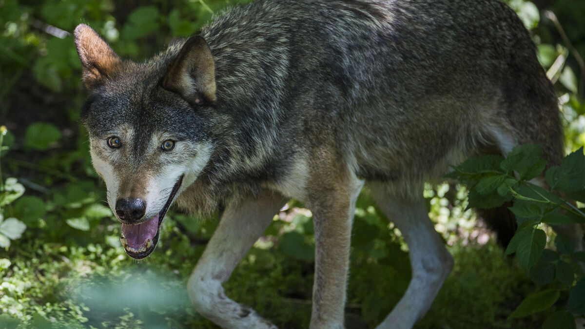 DNA analysis shows wolf was behind foal attack outside Umeå