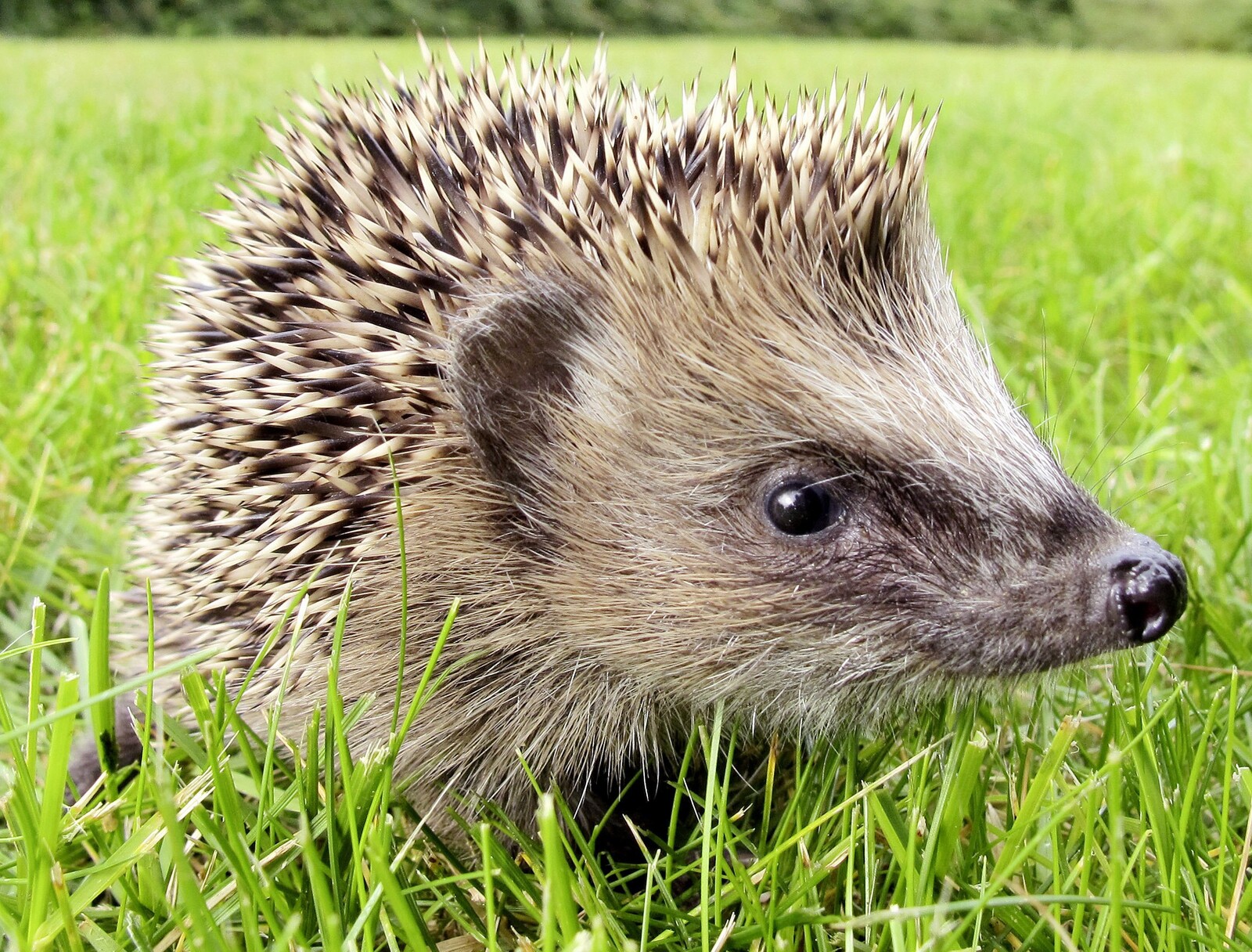 Sweden's Hedgehog Count Begins: Join