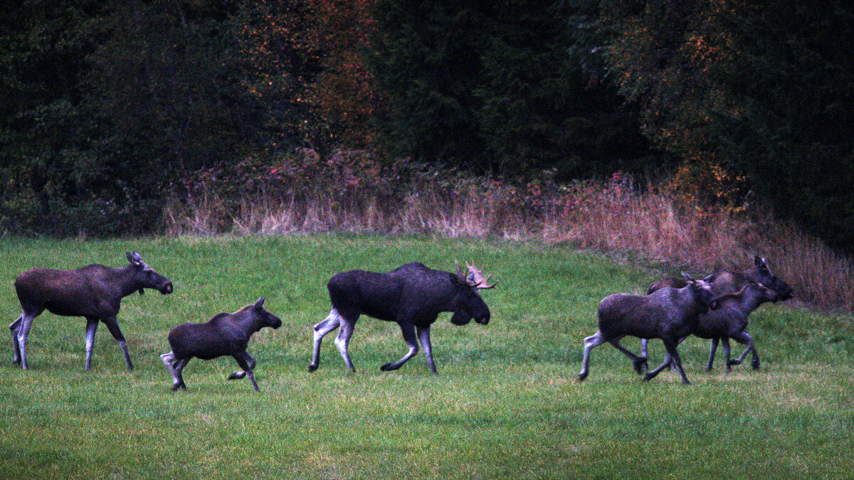 The Great Elk Migration is back this year, live on SVT Play from April 22