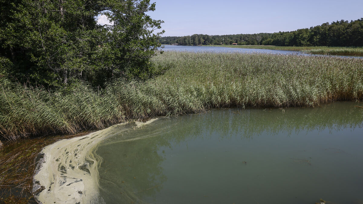 Vibrio bacteria spreading in Swedish