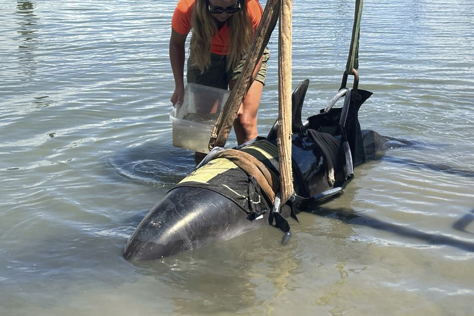 Dolphin Surprise: Fishermen's Unexpected Guest