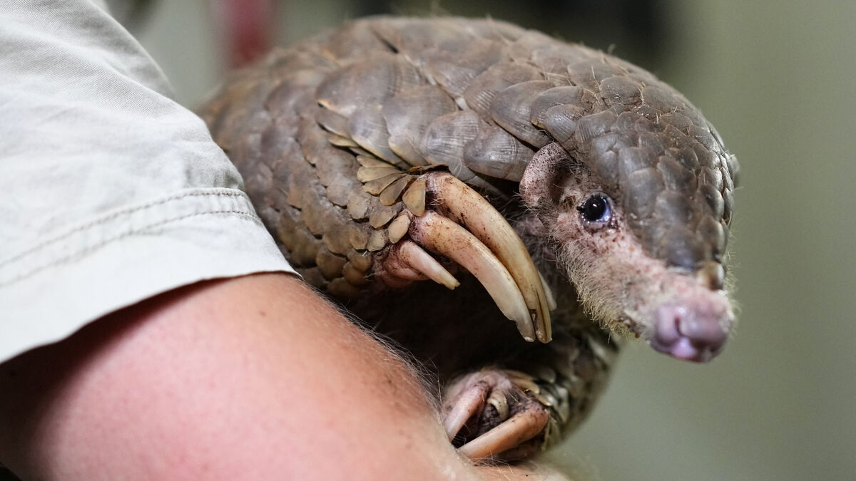 Record-breaking seizure of Asian pangolin