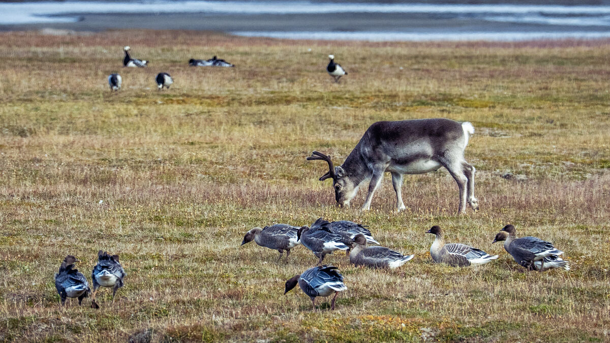 13 reindeer found dead in Svalbard, leaving scientists baffled