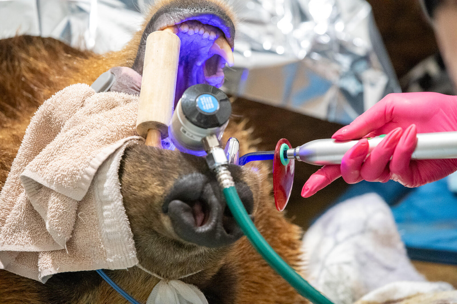 Brown Bear Receives Largest Dental