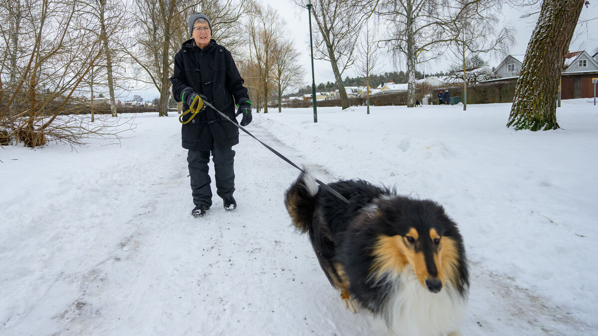 Charlie ate drugs - vet visit cost 20,000 kronor