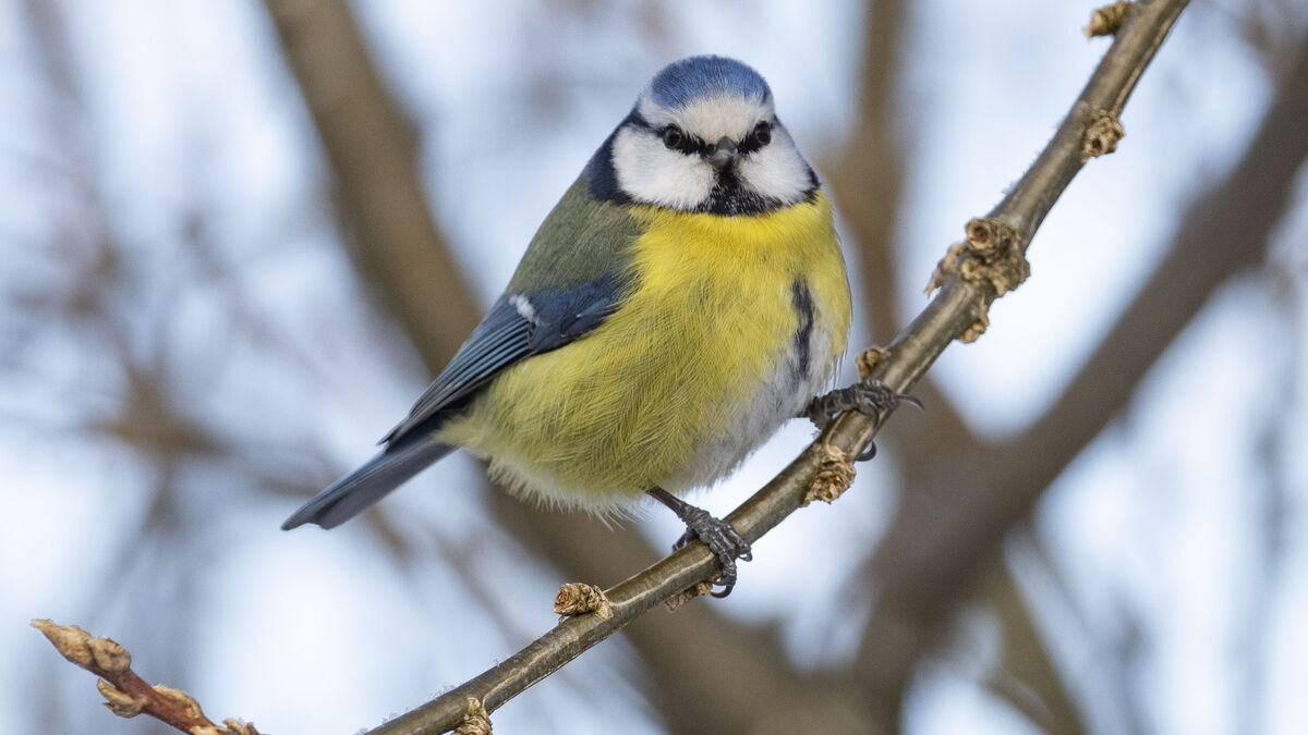 Call to stop feeding small birds for three weeks