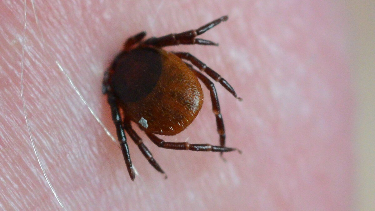 TBE cases in Sweden rise as tick season intensifies, Public Health Agency says