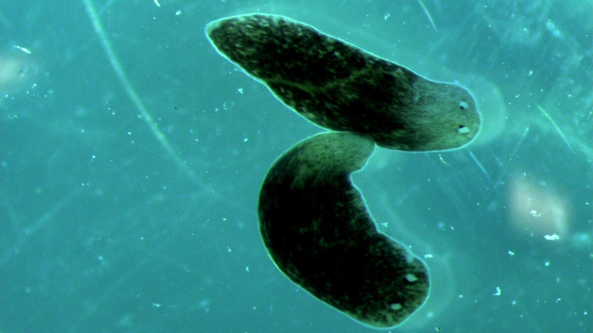Flatworms from a Malmö pond