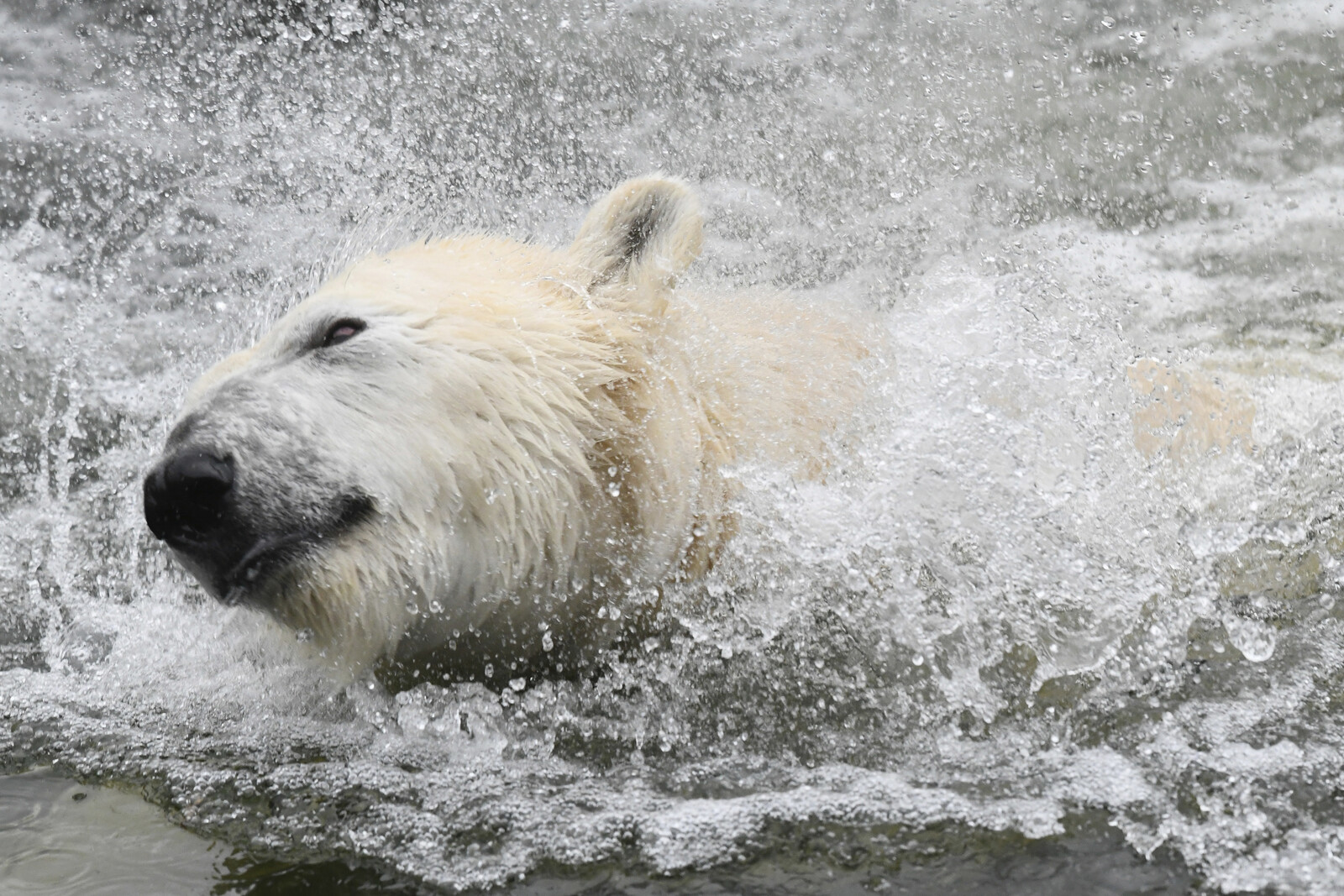 Polar bear shot – believed