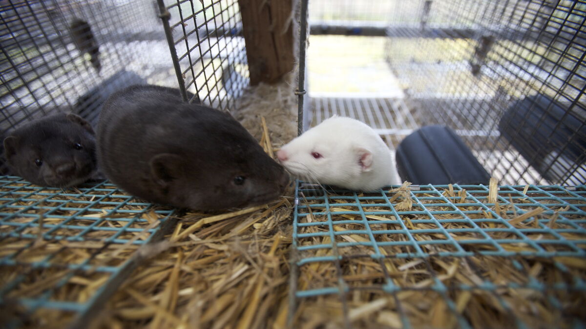 Investigation recommends banning the breeding