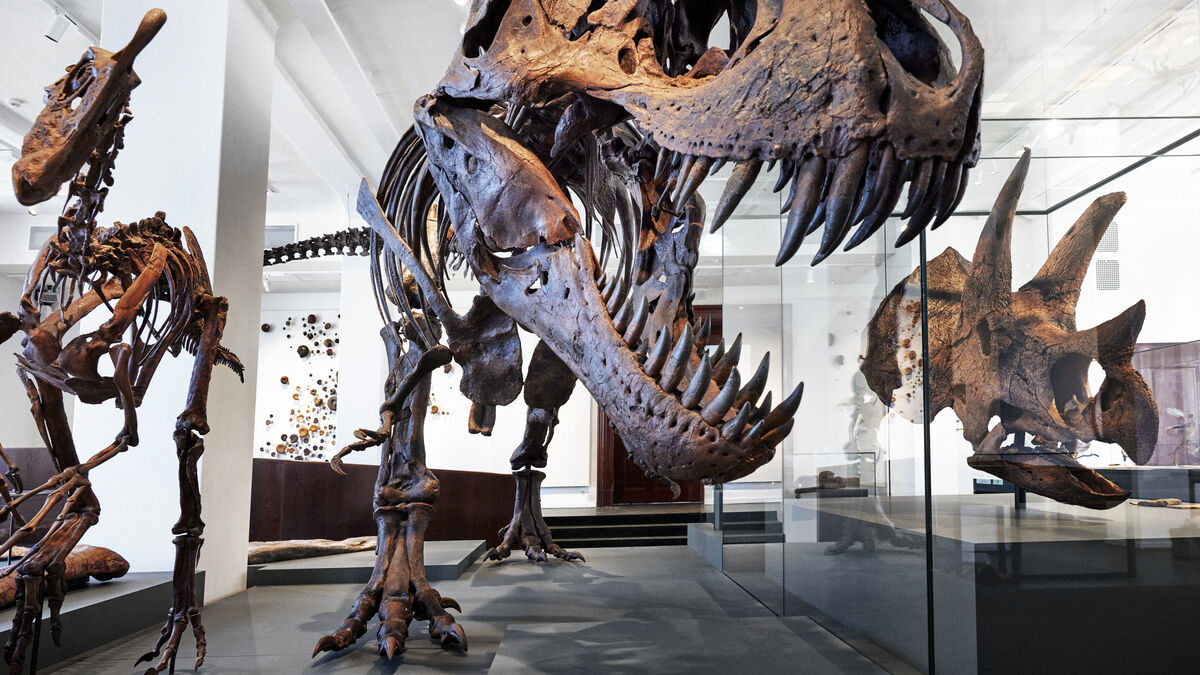 T. rex Gus sells for