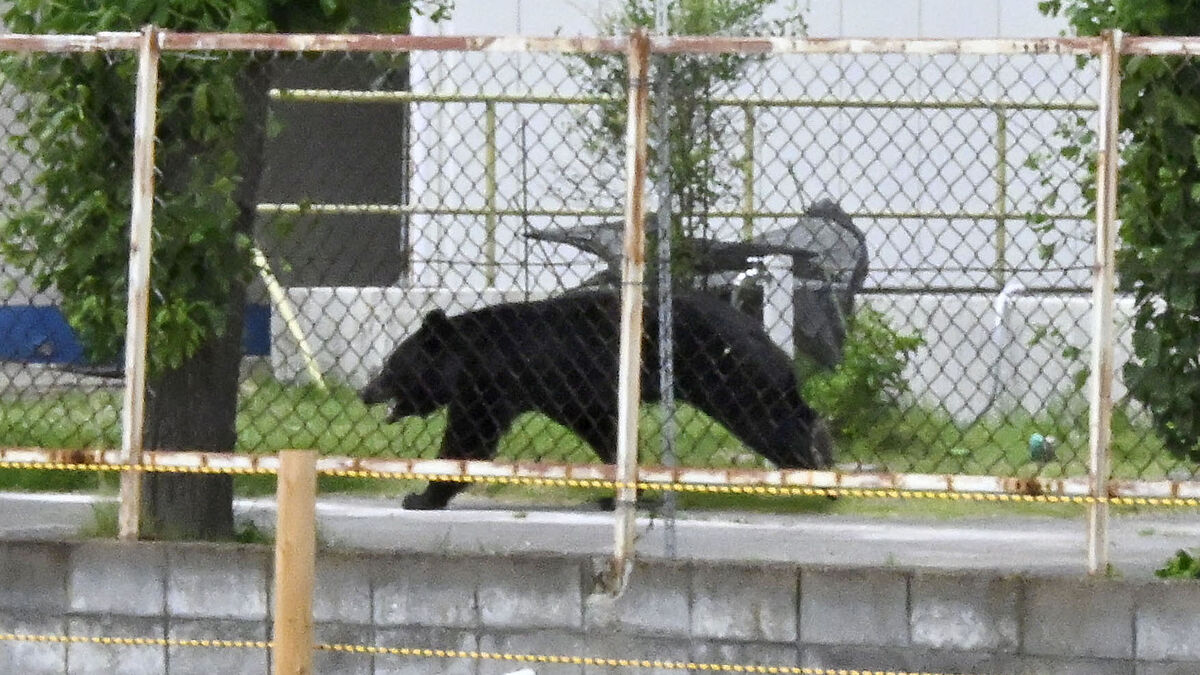 Roaming bear forces nearly 100 schools to close in Japan