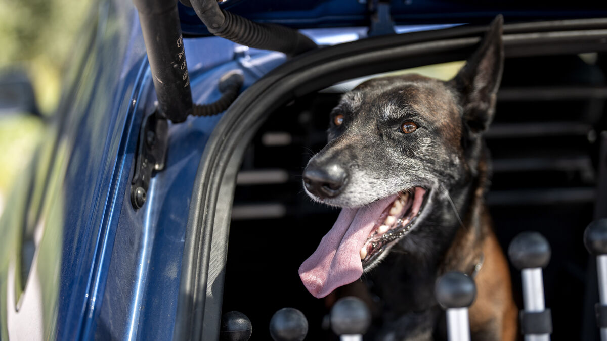 Dog in a hot car? Police say call first before breaking the window