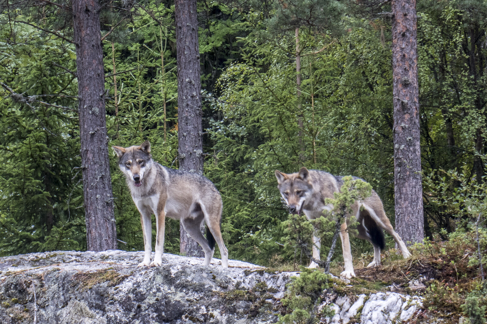 Concern over significantly reduced wolf stock