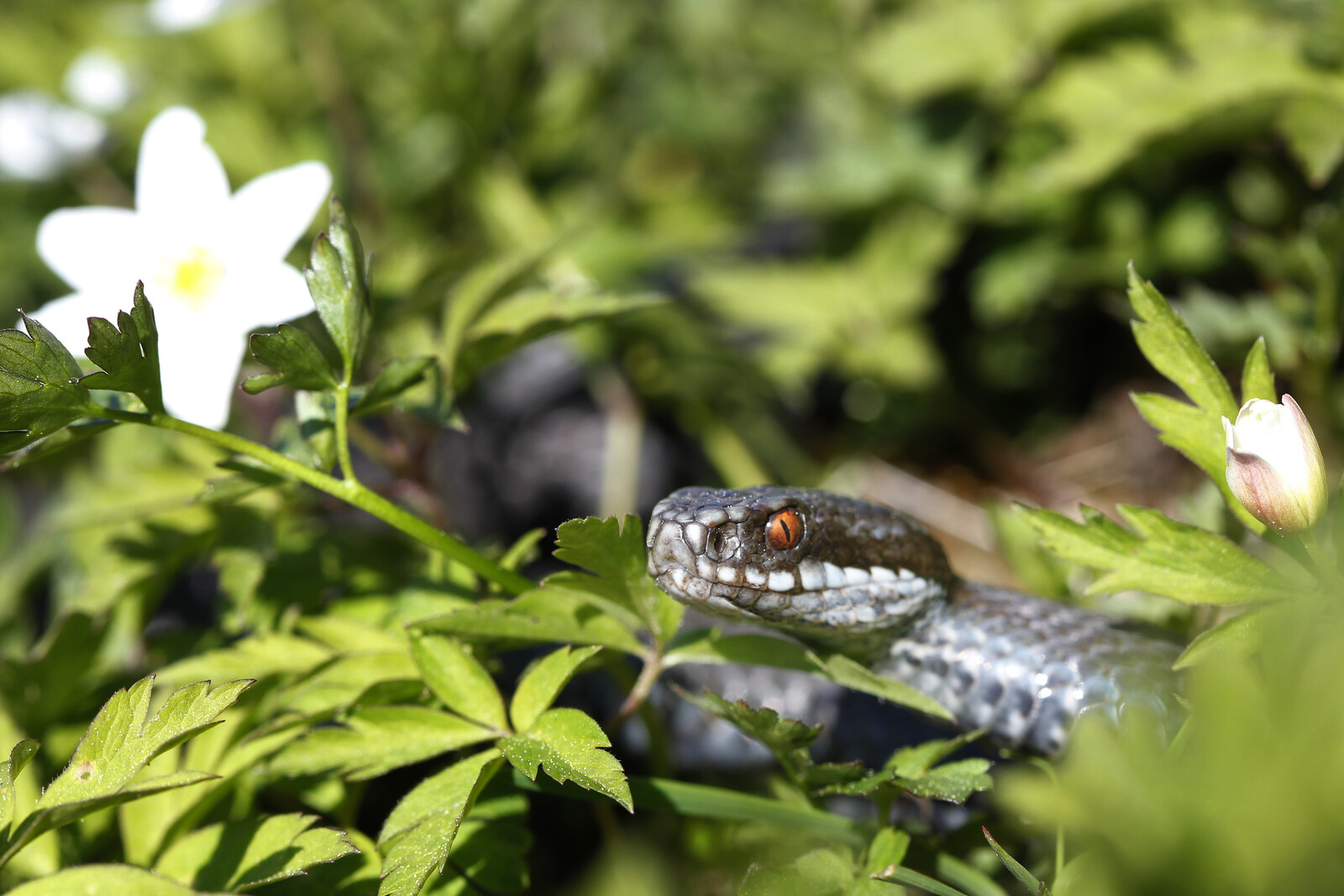Protect Your Dog from Adders This Season: Essential Tips