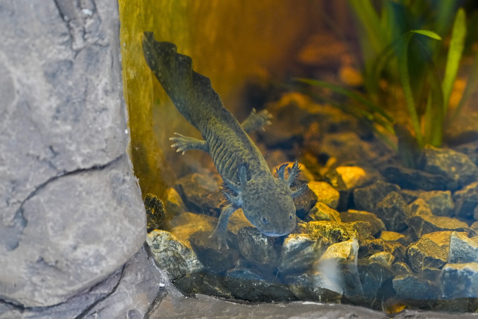 Captive-Bred Axolotls Thrive and Reproduce