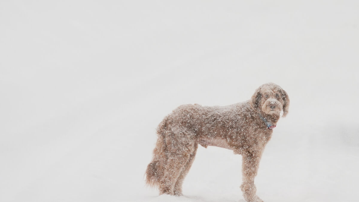 Man's best friend older than