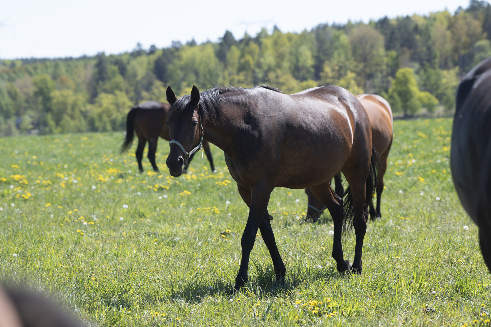 Loose Horses in Uppsala Safely