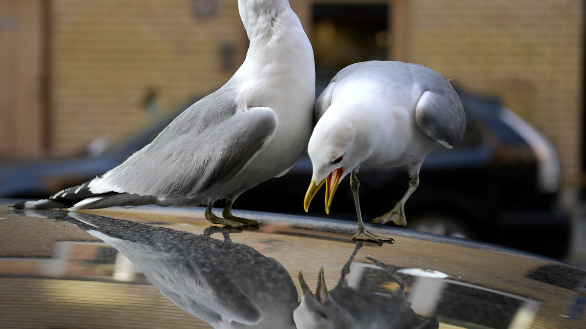 Seagulls are on the rise, and complaints are growing