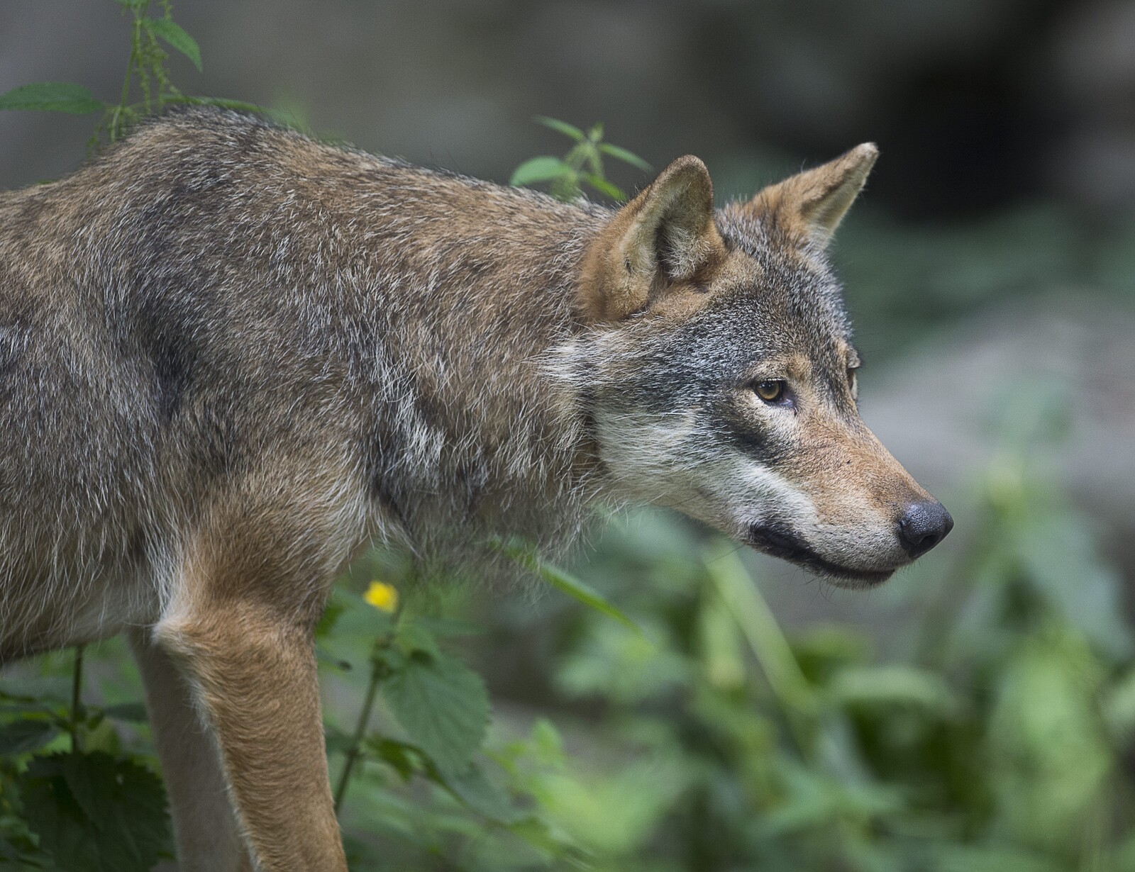 Wolf Shot After Attacking Sheep Near Köping