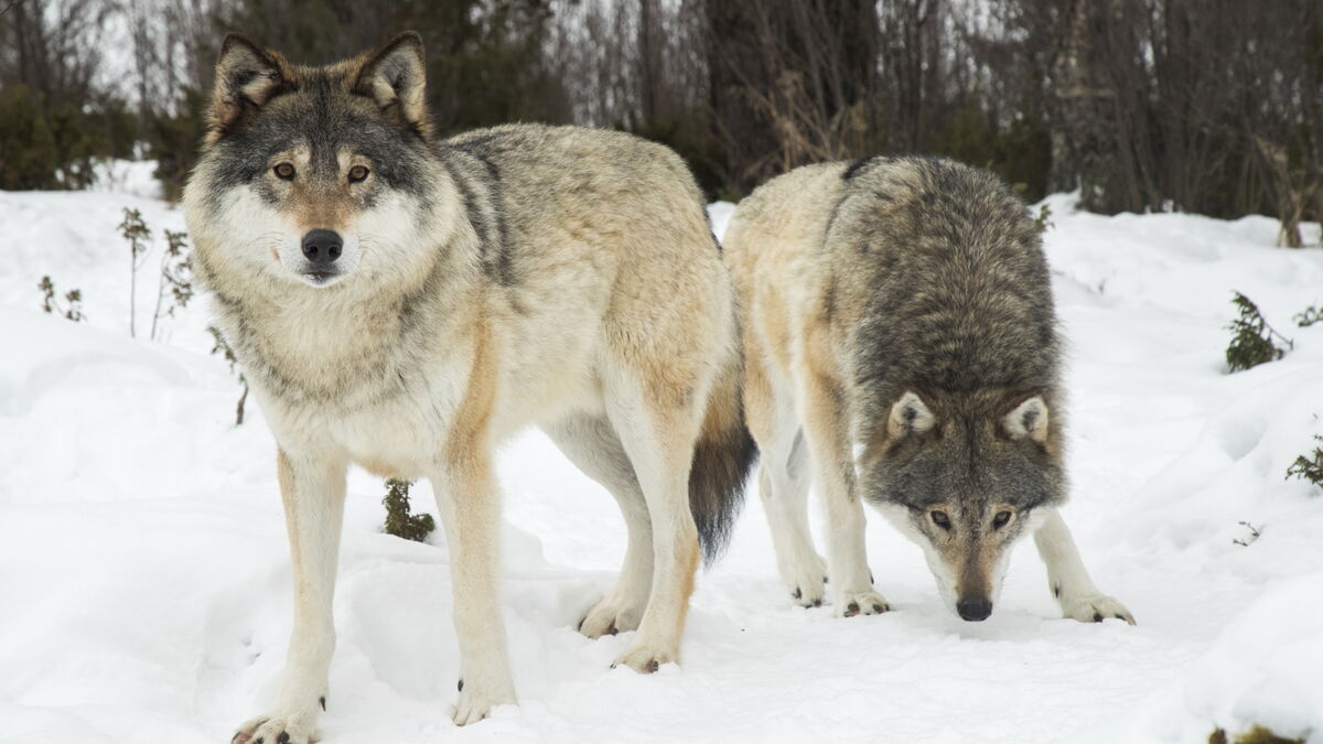 Harsh criticism against Sweden after wolf decision