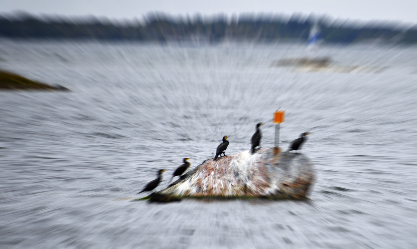EU Considers Cormorant Protection Status