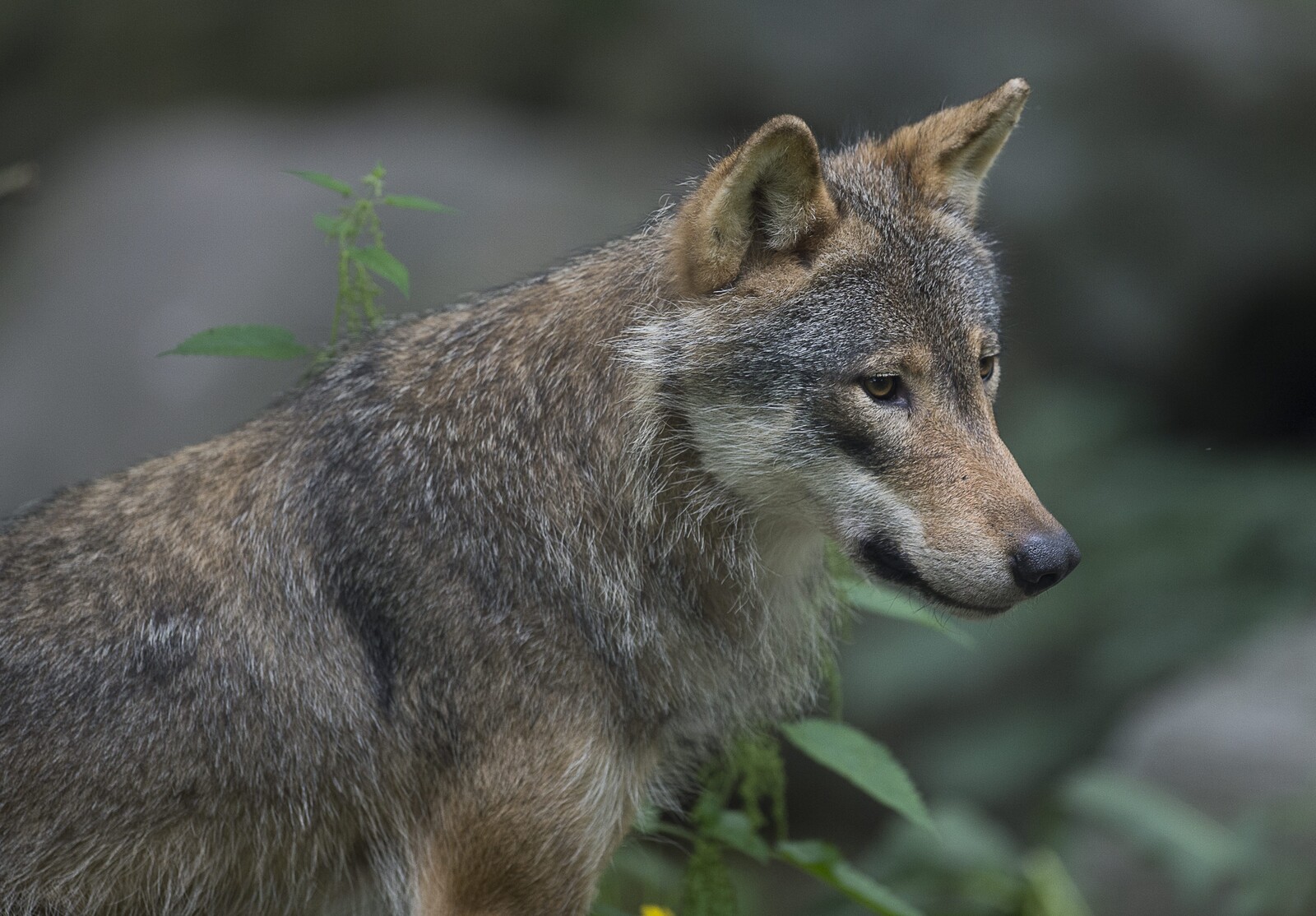 Wolf shot – threatened hunting dogs